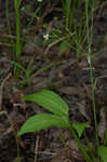 American water plantain